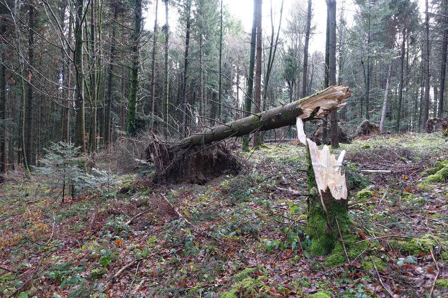 Unzählige geknickte Bäume (Bild Urs Wehrli, WaldSchweiz).