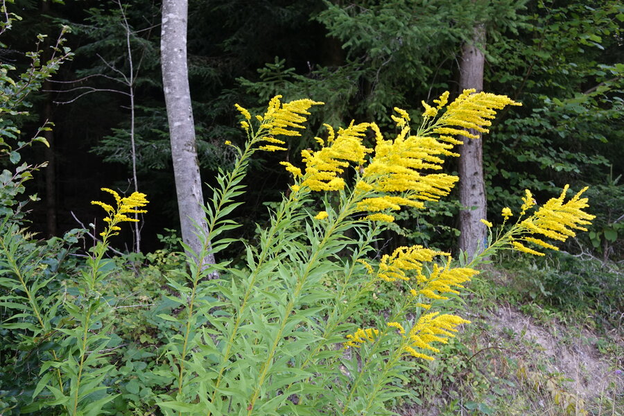 Goldrute (Bild WaldSchweiz/uw)