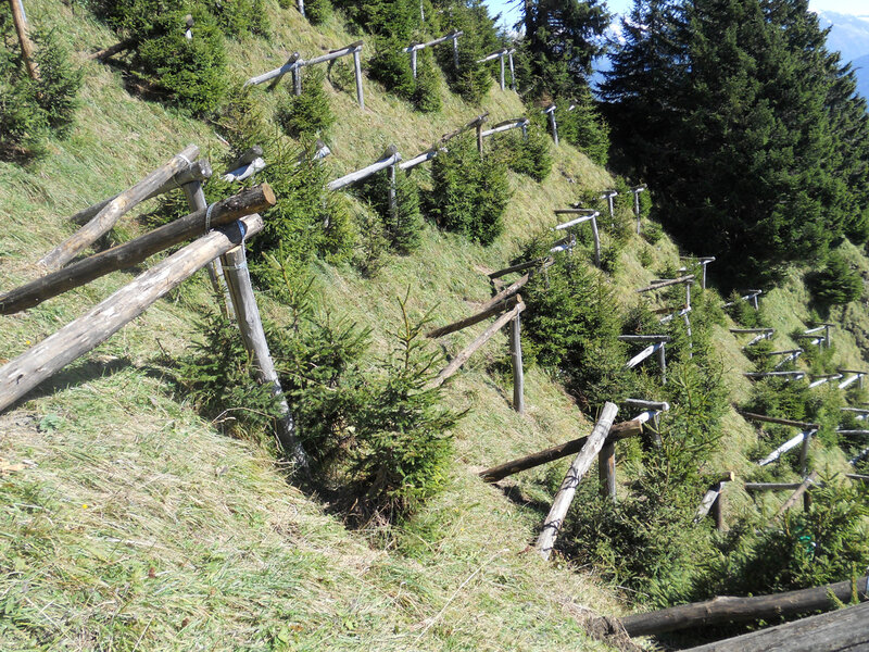 Ogiboecke | © WaldSchweiz