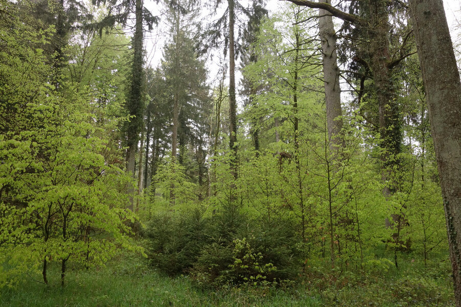 Jungwuchs | © WaldSchweiz